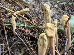 Clavariadelphus ligula