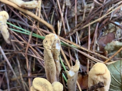 Clavariadelphus ligula