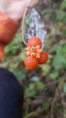 Lonicera hispidula