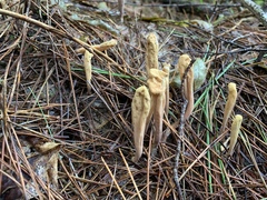 Clavariadelphus ligula