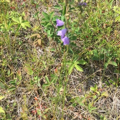 Campanula rotundifolia