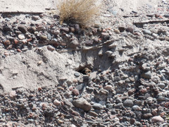 Upucerthia dumetaria