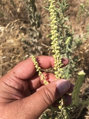 Ambrosia psilostachya