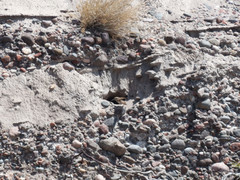 Upucerthia dumetaria