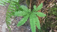 Adiantum aleuticum aleuticum