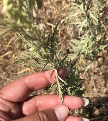 Ambrosia psilostachya