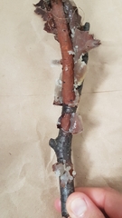 Tremella globispora
