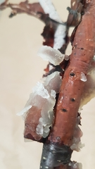 Tremella globispora