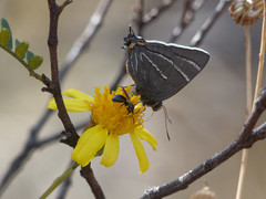 Atlides thargelia