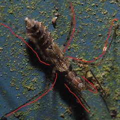 Empicoris errabundus