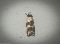 Eulechria triferella