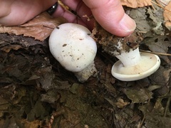 Tricholoma columbetta