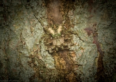 Stephanopis carcinoides