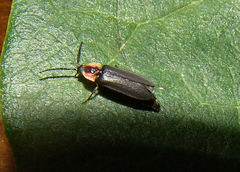 Coleoptera