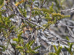 Schistocerca cancellata