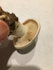 Tricholoma columbetta