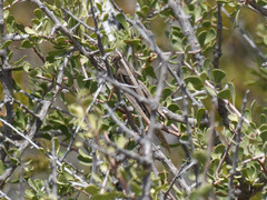 Schistocerca cancellata