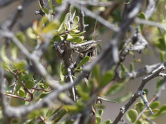 Schistocerca cancellata