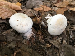 Tricholoma columbetta
