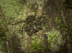 Stephanopis carcinoides