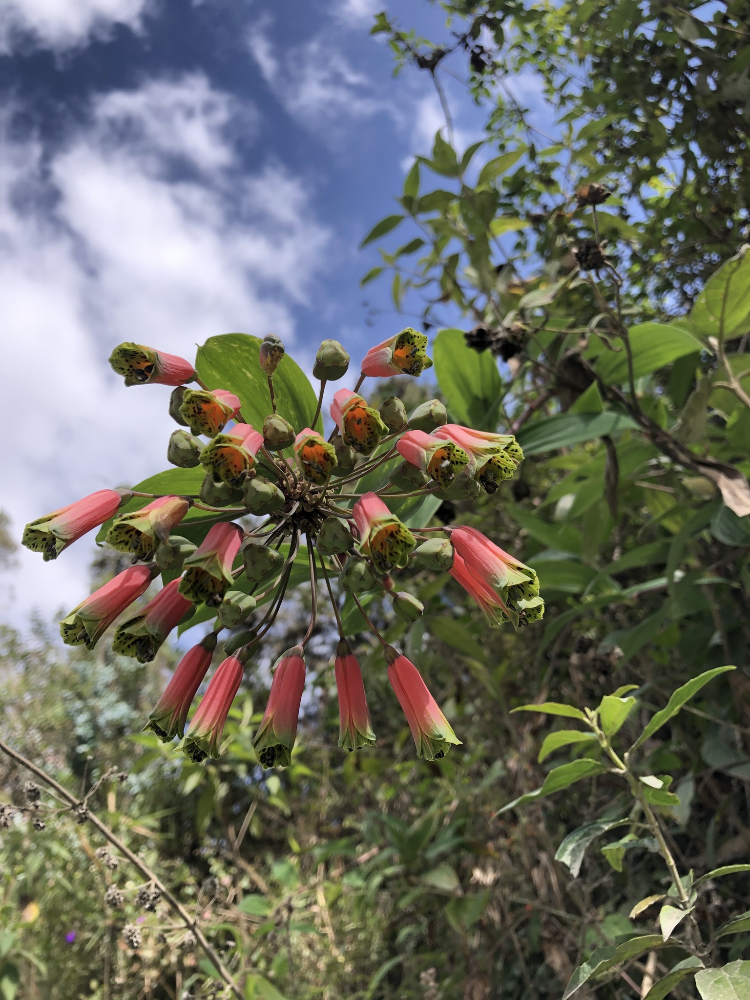 Bomarea edulis image