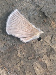 Schizophyllum commune