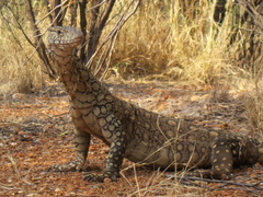 Varanus giganteus