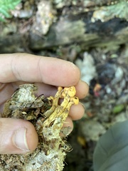 Cudonia lutea