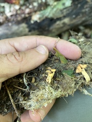 Cudonia lutea