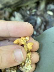 Cudonia lutea