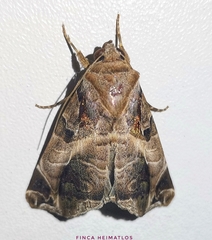 Calyptis