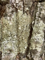 Pertusaria rubefacta