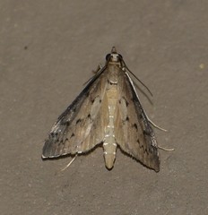 Blepharomastix haedulalis