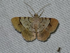 Frederickia flaviterminata