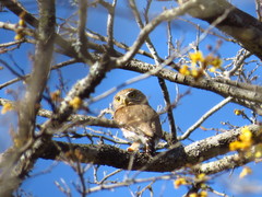 Glaucidium palmarum