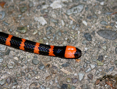 Many-banded Coralsnake