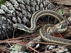 Thamnophis fulvus