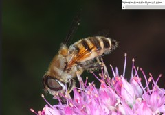 Eristalis cerealis