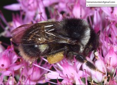 Bombus ganjsuensis