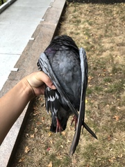 Columba livia domestica
