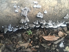 Schizophyllum commune