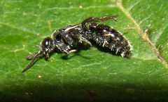Tiphiinae
