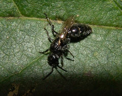 Tiphiinae
