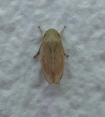 Negosiana dualis