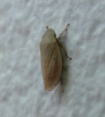 Negosiana dualis