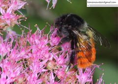 Bombus pyrosoma