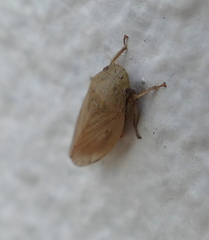 Negosiana dualis
