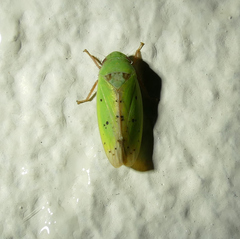 Ponana