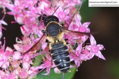Megachile dinura