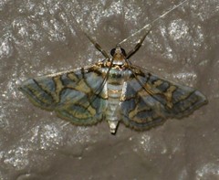 Pseudopyrausta santatalis